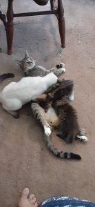 Pickles being eaten to death by Wednesday on bottom Spider on top Motoboat the adult jully 2024